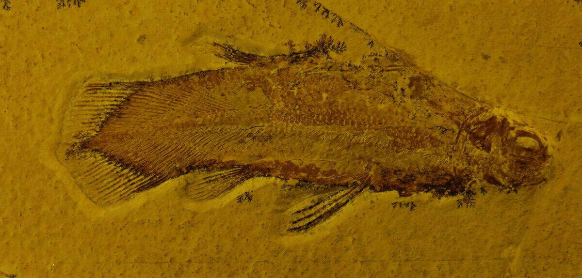 coelacanth