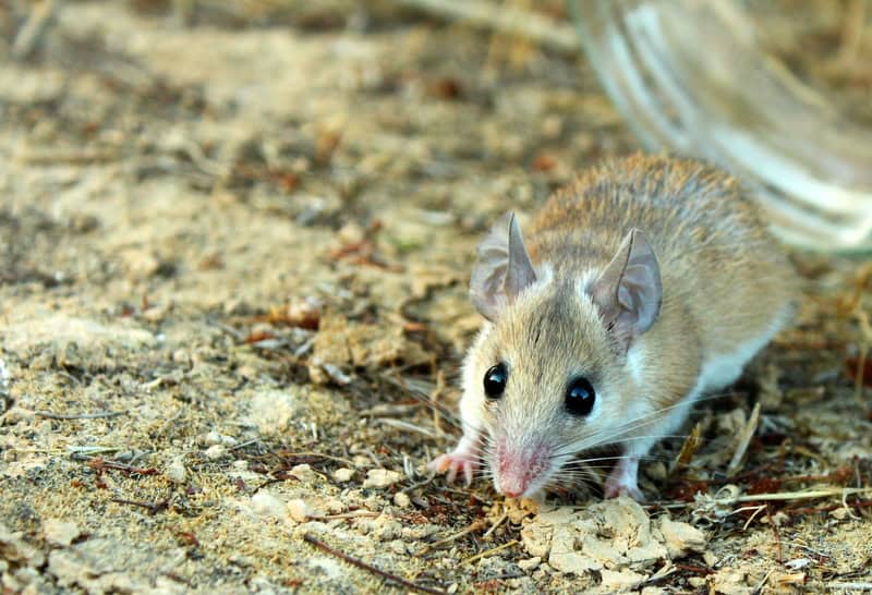 African spiny mouse