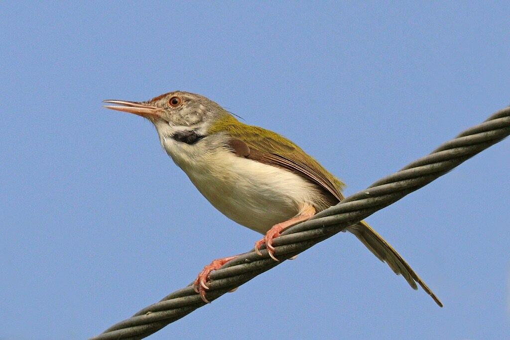 Common tailorbird (Orthotomus sutorius), Vembanad Lake, Kerala, India