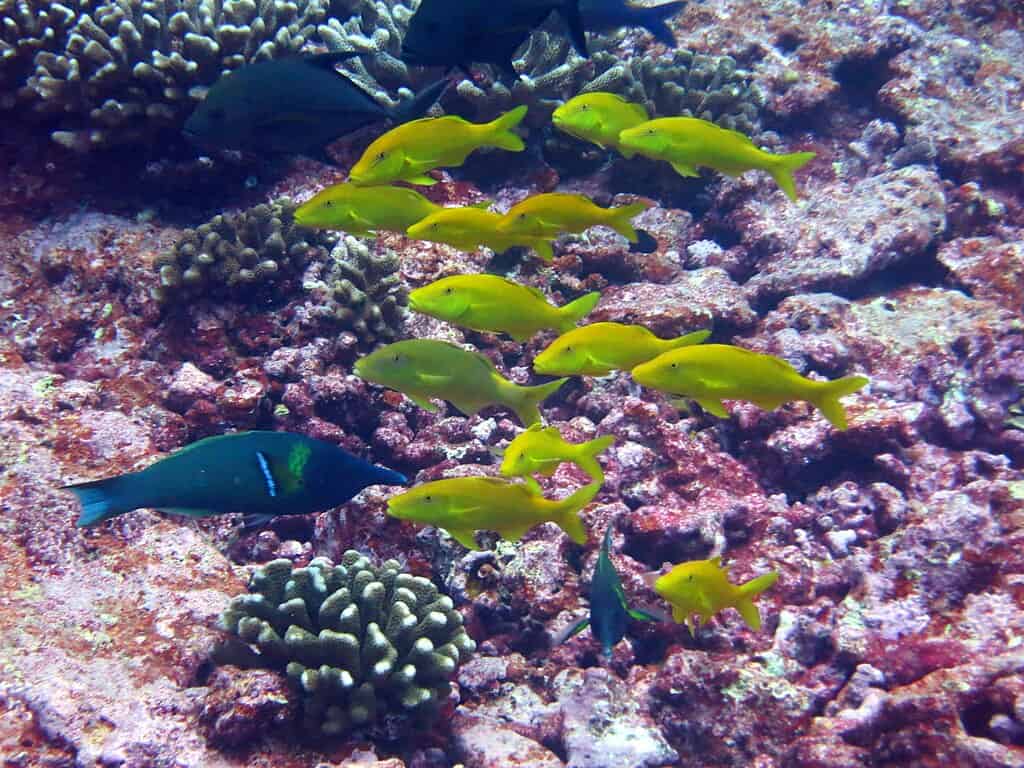 Yellow saddle goatfish (Parupeneus cyclostomus) and bird wrasse (Gomphosus varius)