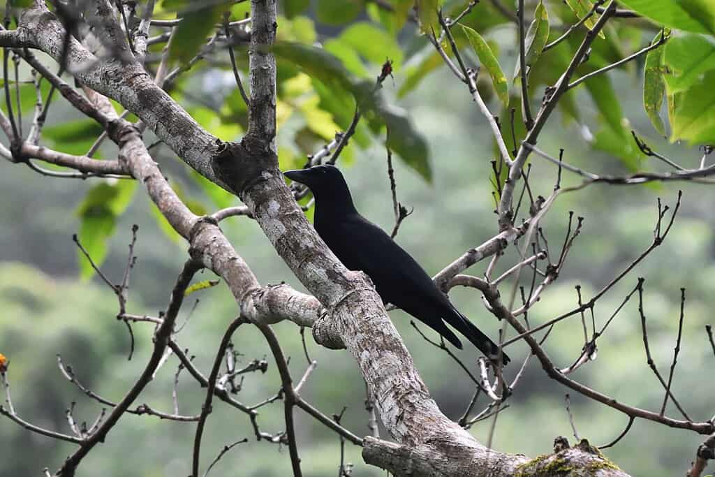 New Caledonian Crow (Corvus moneduloides)
