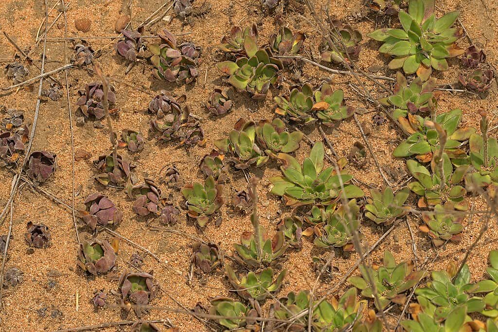 Resurrection Plant