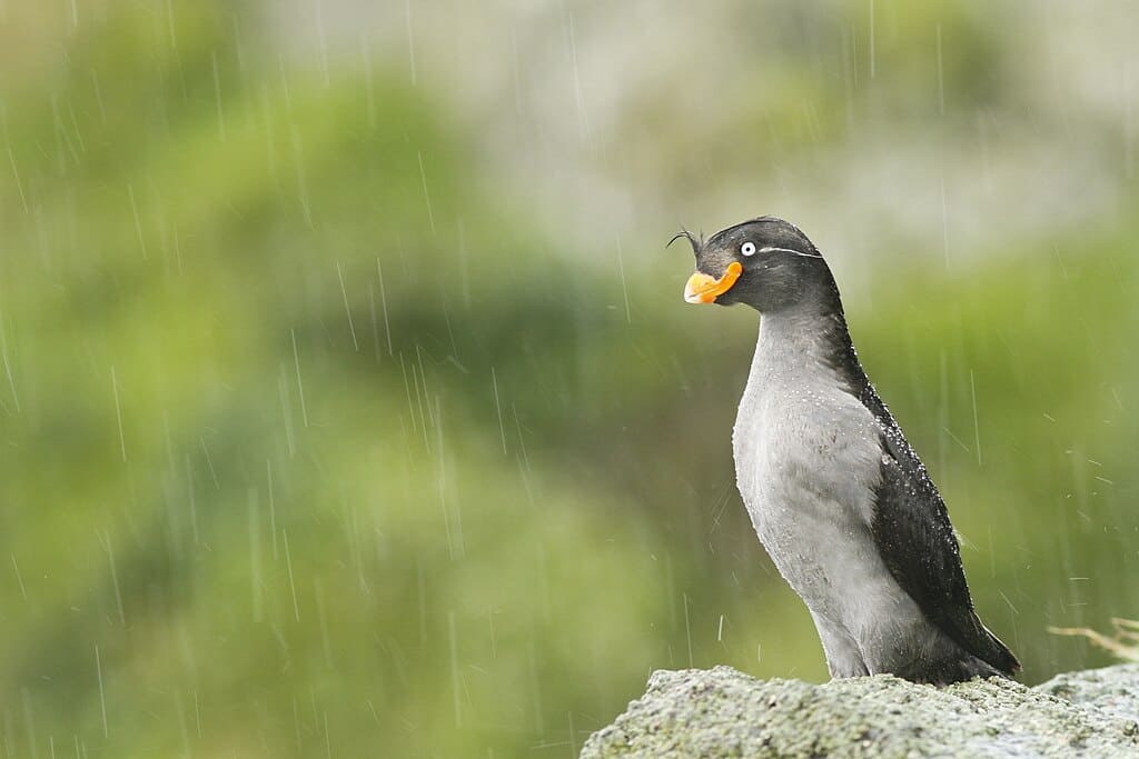 Crested Auklet in the rain