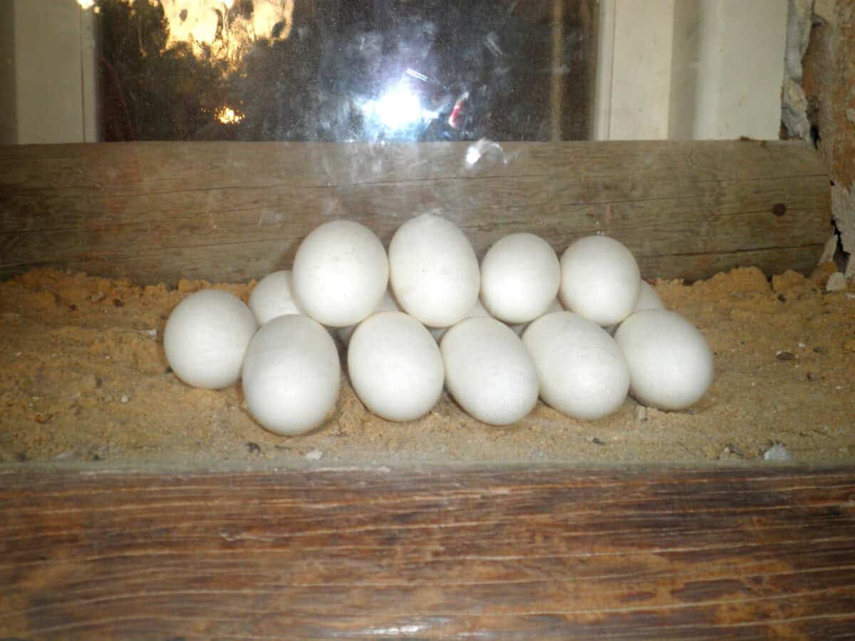 Crocodile eggs.