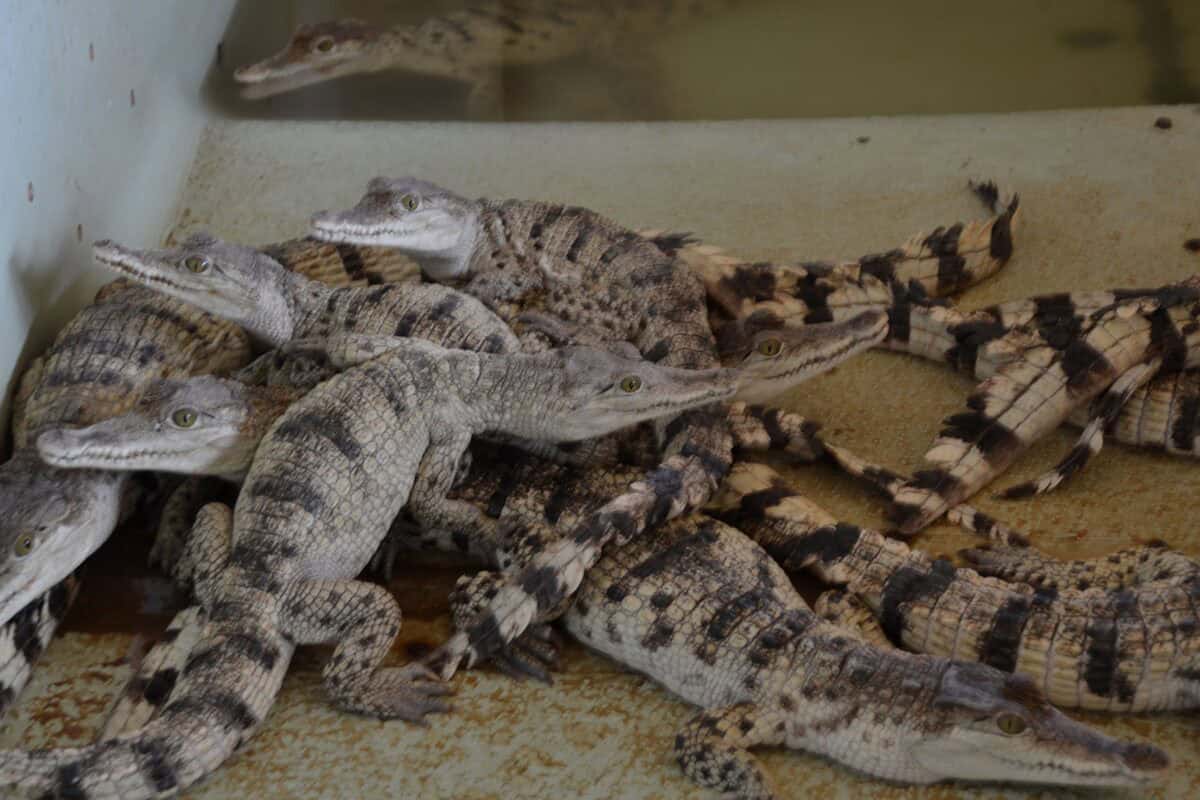 Crocodile hatchling.