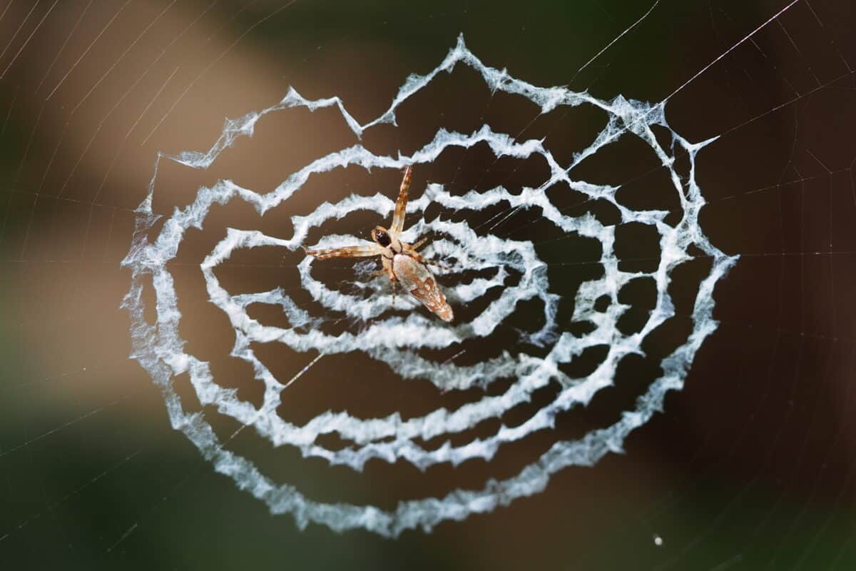 Cyclosa Spider. Wikimedia commons.