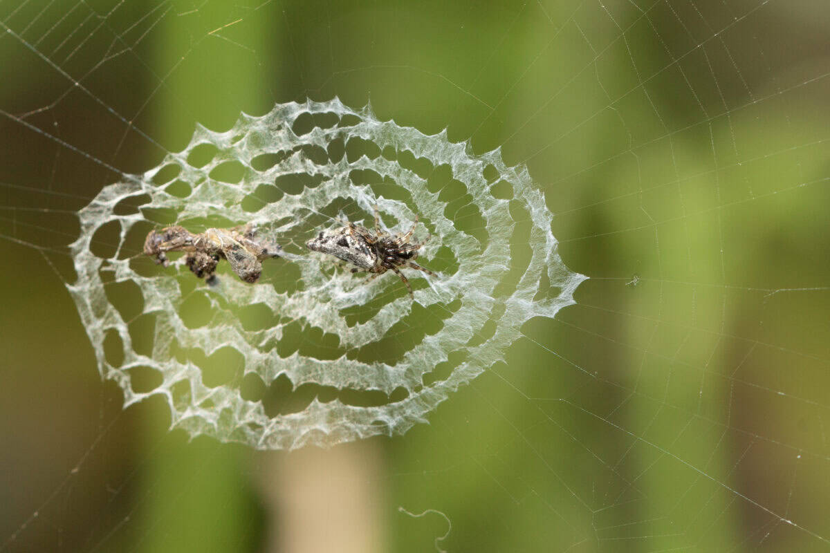 Cyclosa Spider. Wikimedia commons.