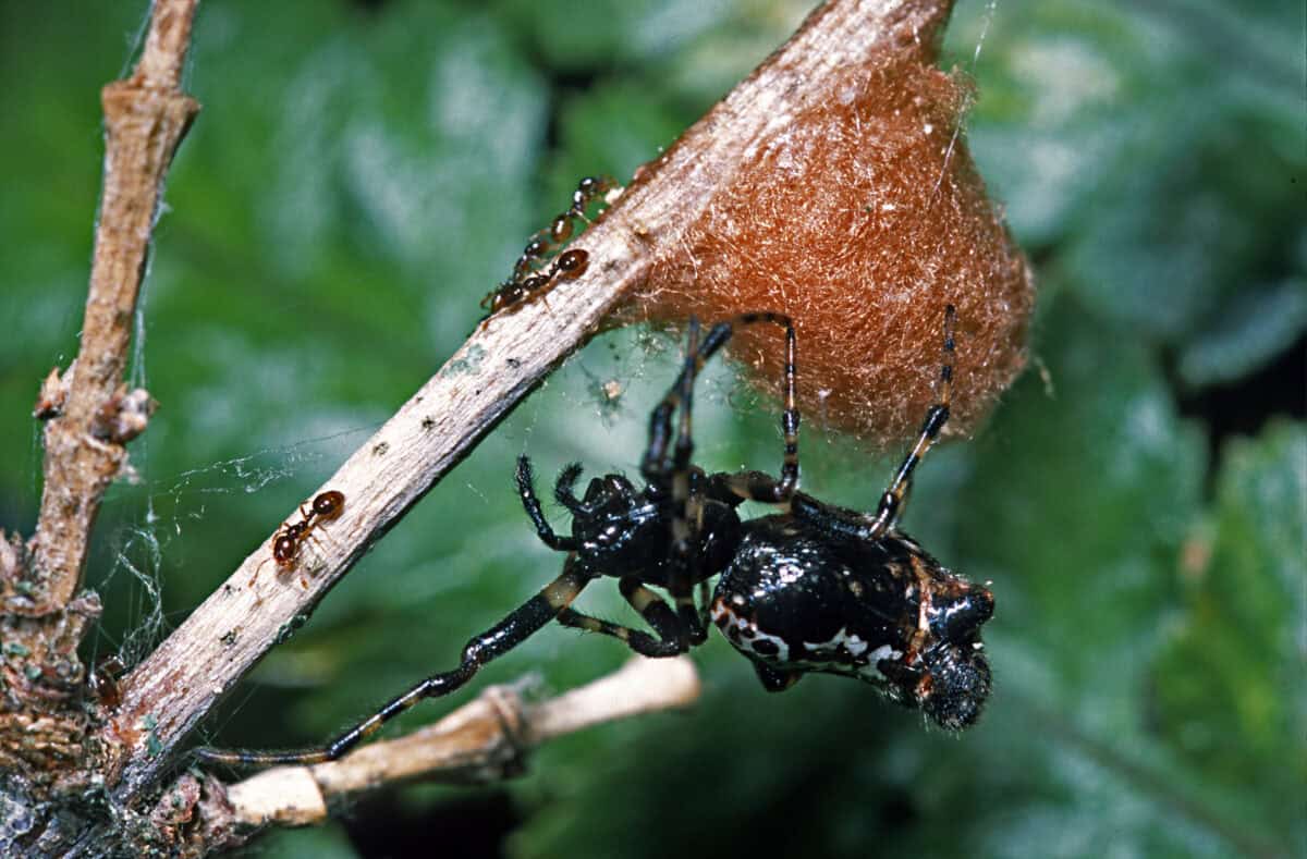Cyclosa Spider. Wikimedia commons.