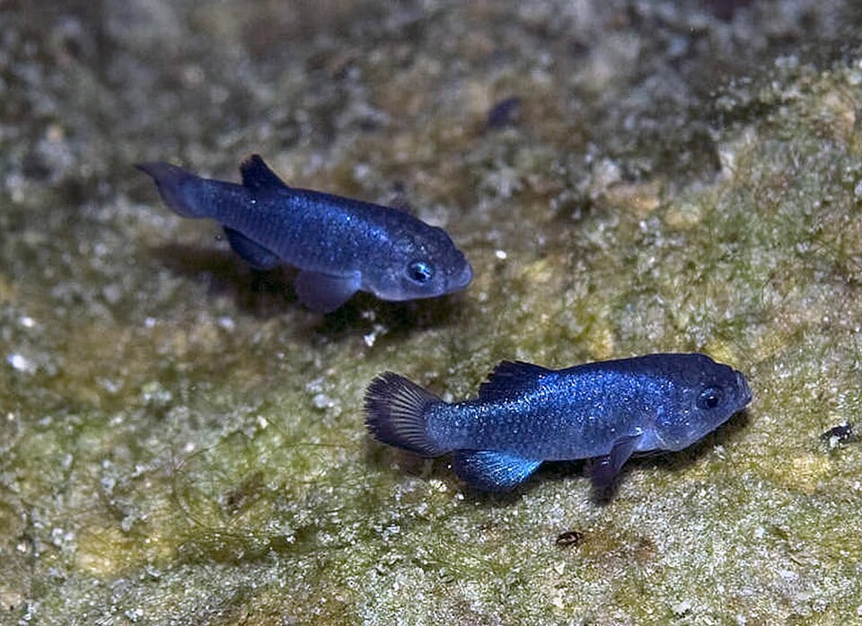 An example of Devil's Hole Pupfish.