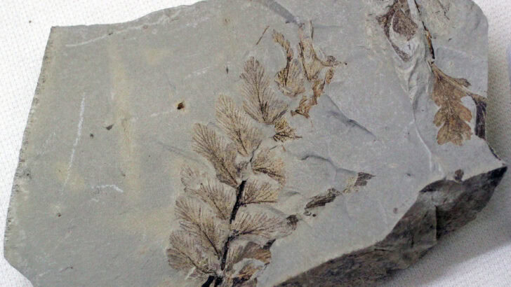 Fossilized Flowers Reveal the First True Spring on Earth