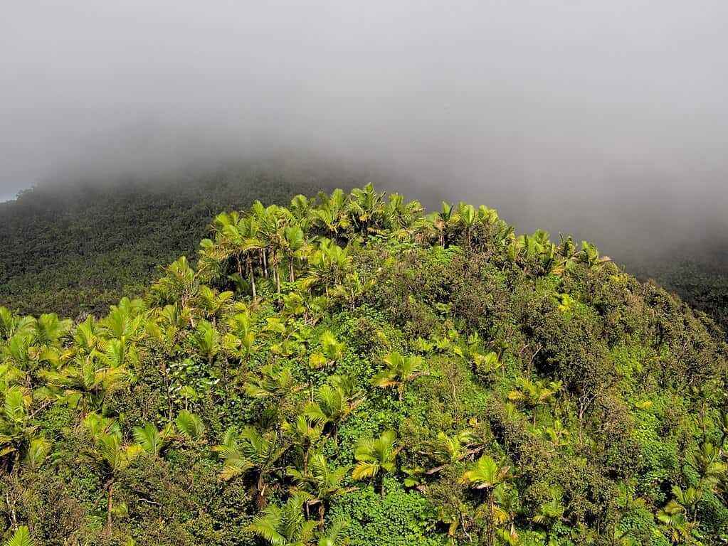 El Yunque National
