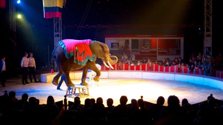 Exposing the Truth About Circus Animals: Is It Time to Ban Them for Good?