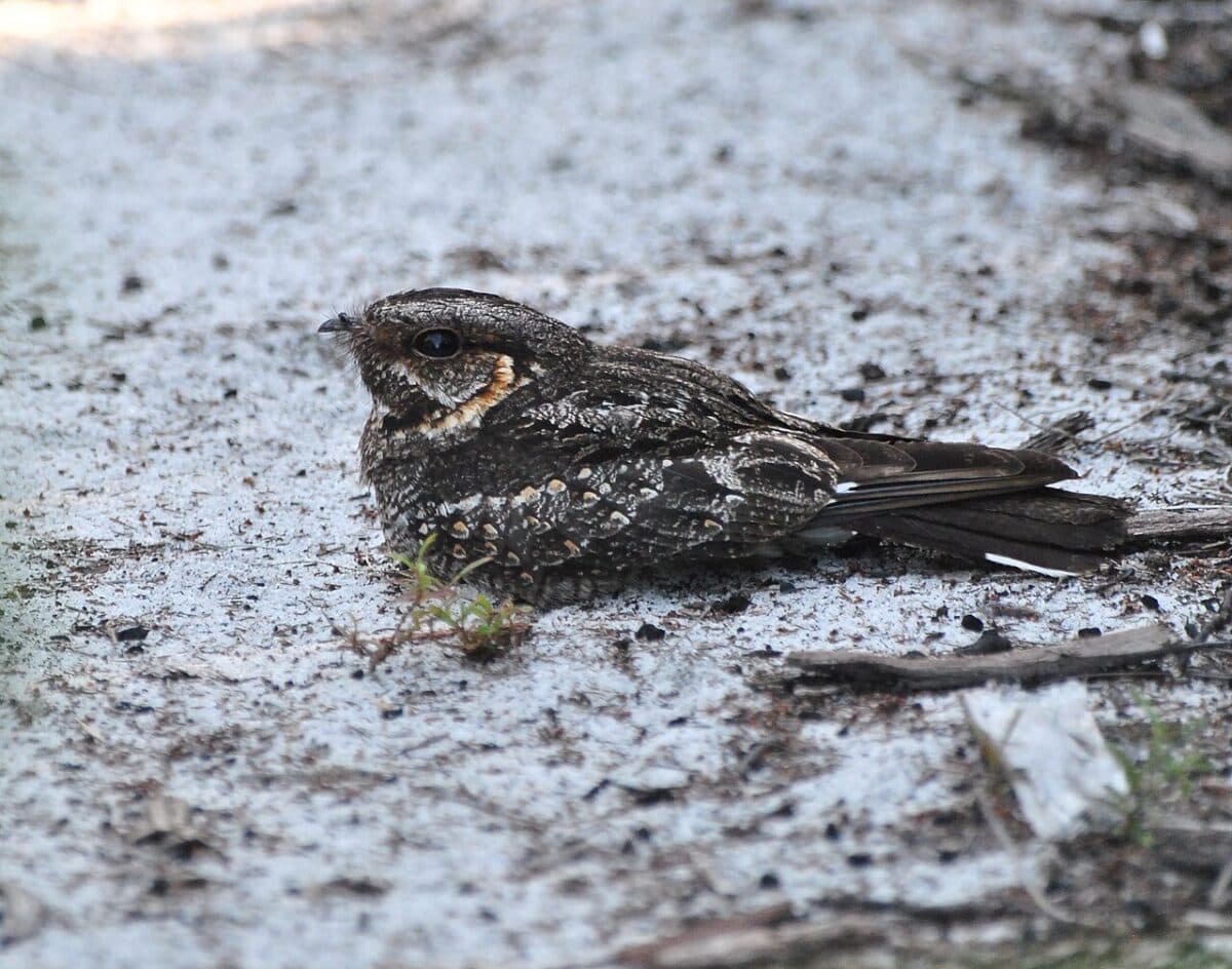 Nightjar