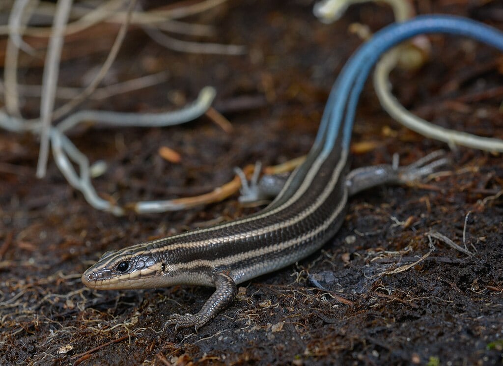 five Lined Skink