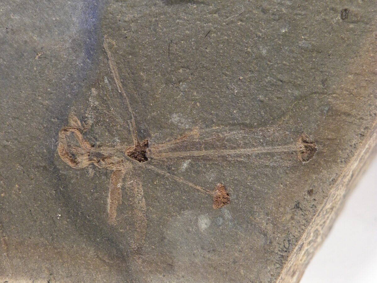 Fossil flower.