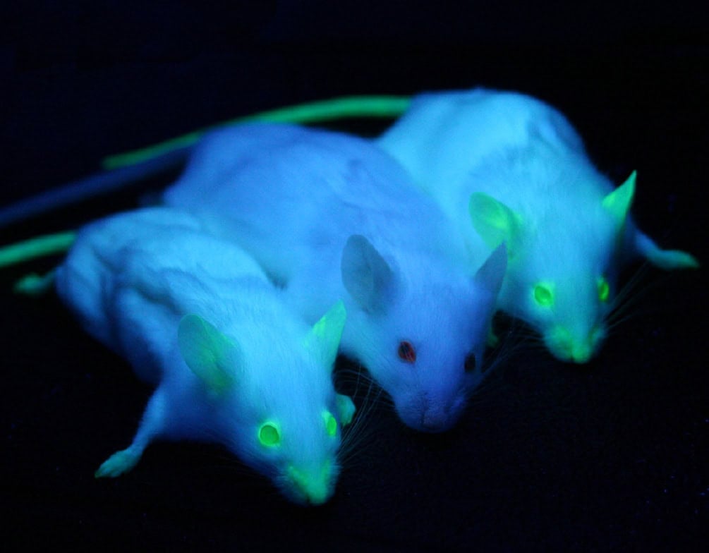 transgenic mouse