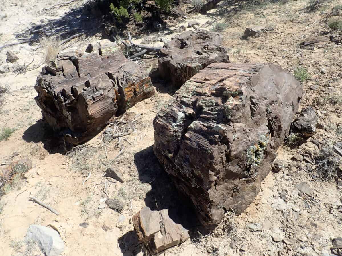 Petrified Forest