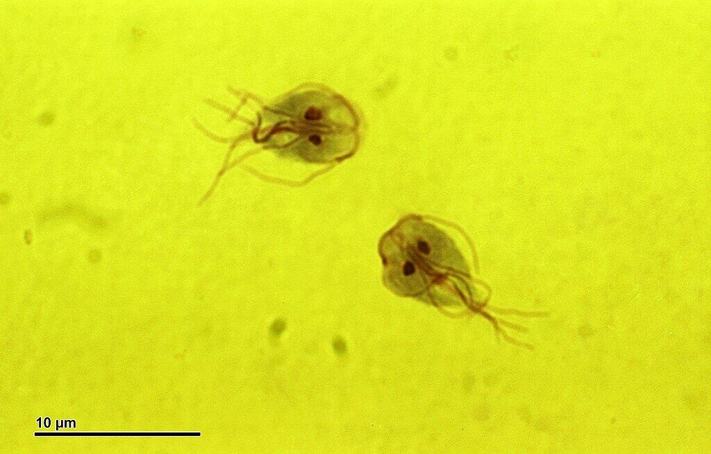 Giardia intestinalis