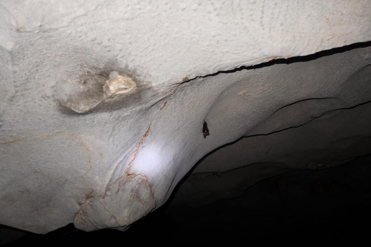 Borneo's Bat Cave