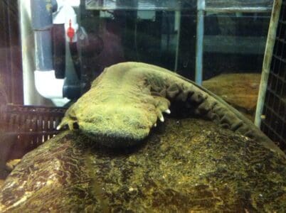 Why the Hellbender Is Known as the &lsquo;Snot Otter&rsquo;