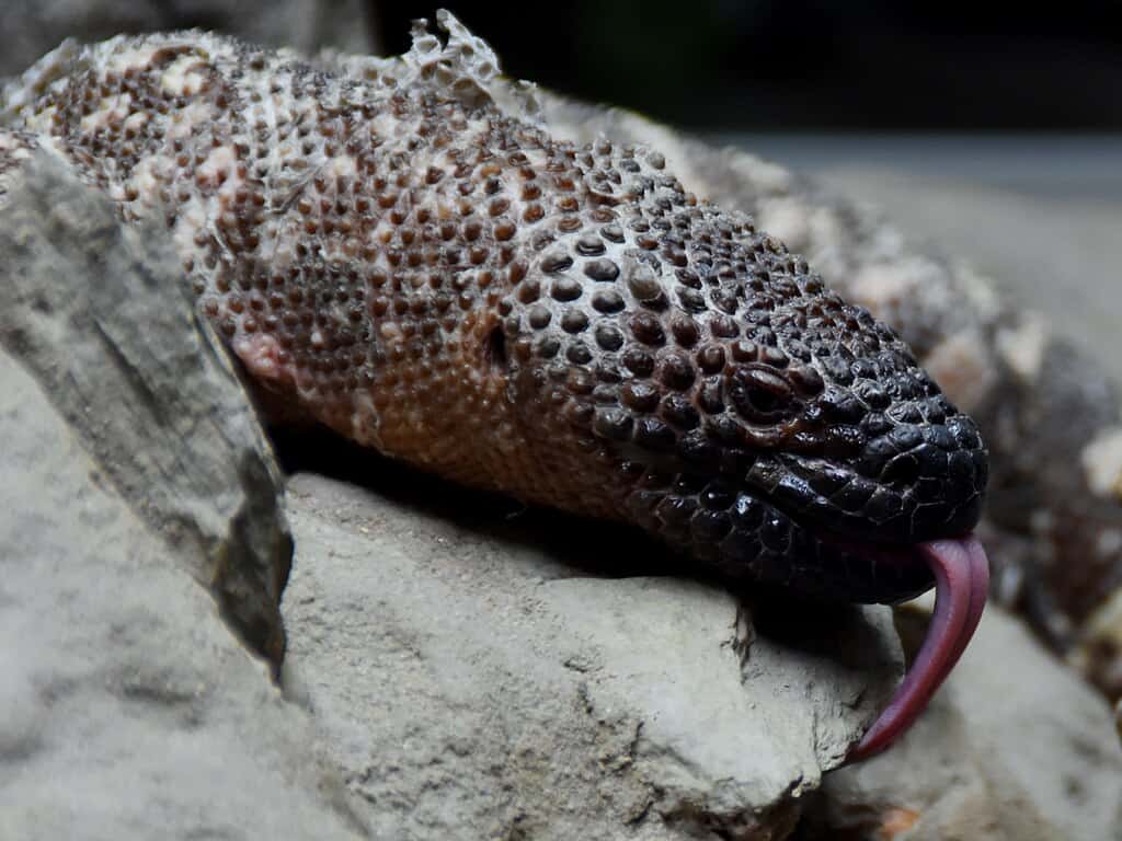 Beaded Lizard
