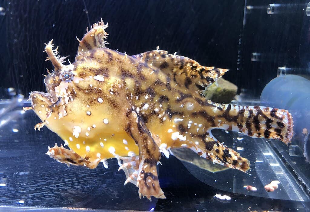 Sargassum