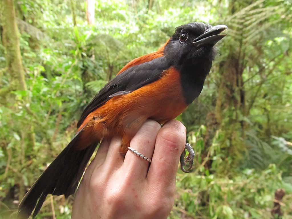 Hooded Pitohui (''Pitohui dichrous'')