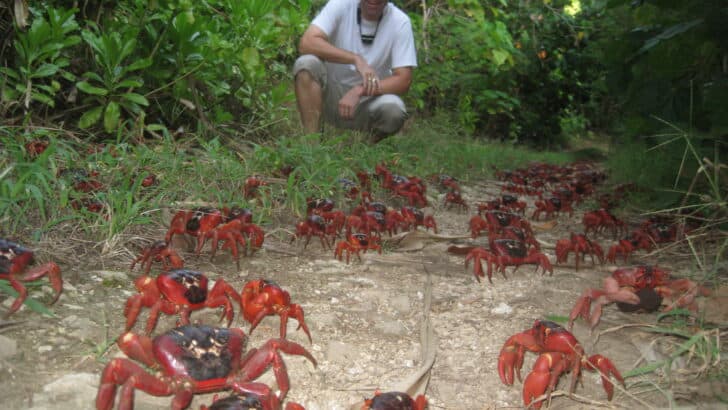The Island Where Crabs Outnumber People