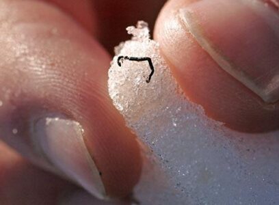 Scientists Found a Worm That Can Live Inside Ice
