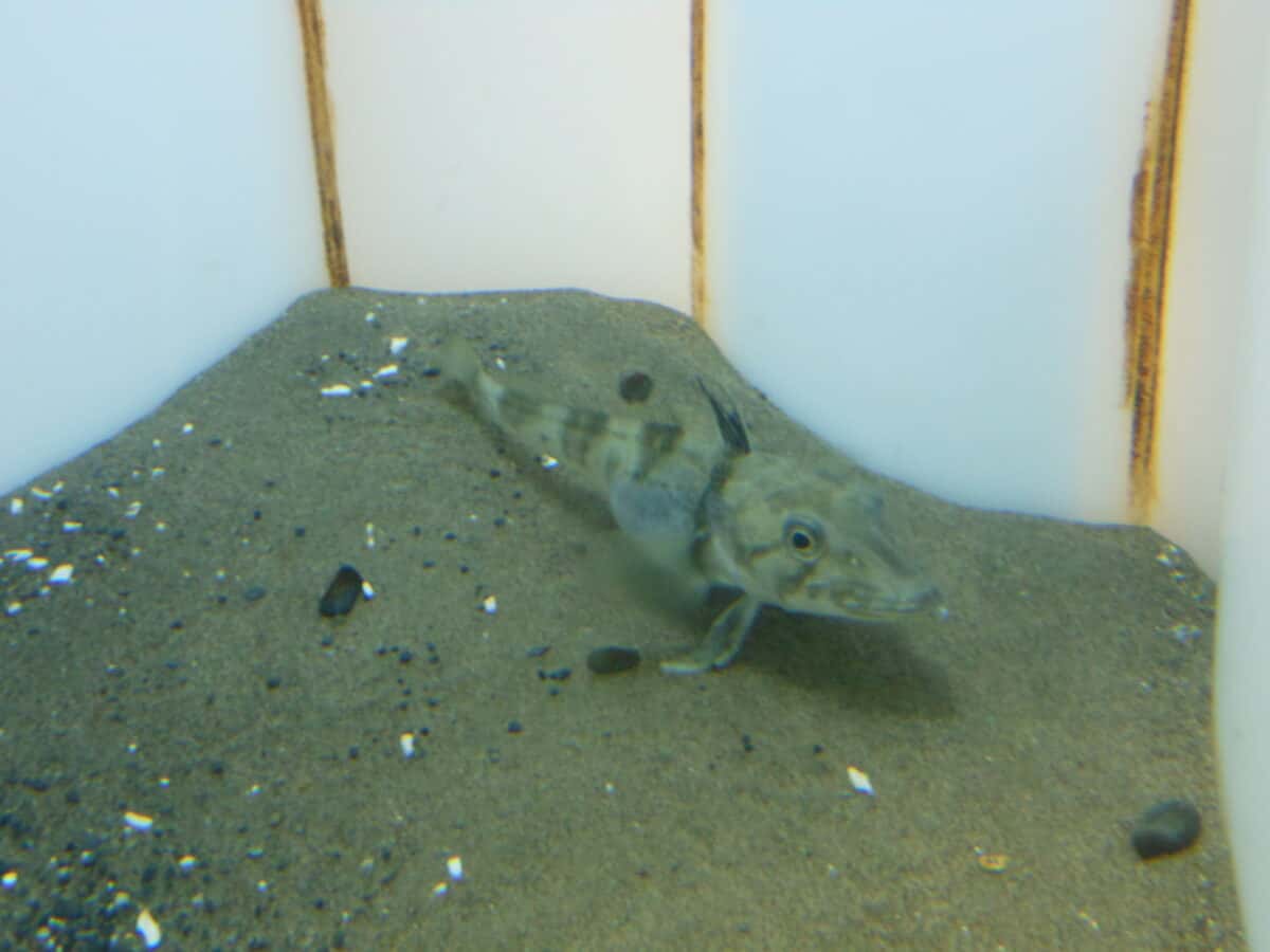Ice fish
