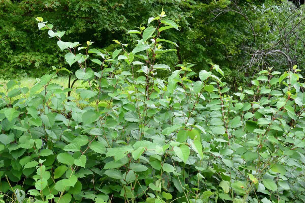 Japanese knotweed.