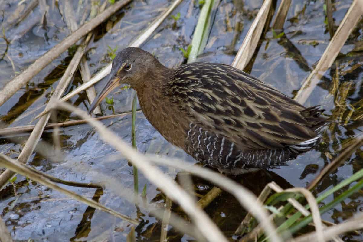 King Rail