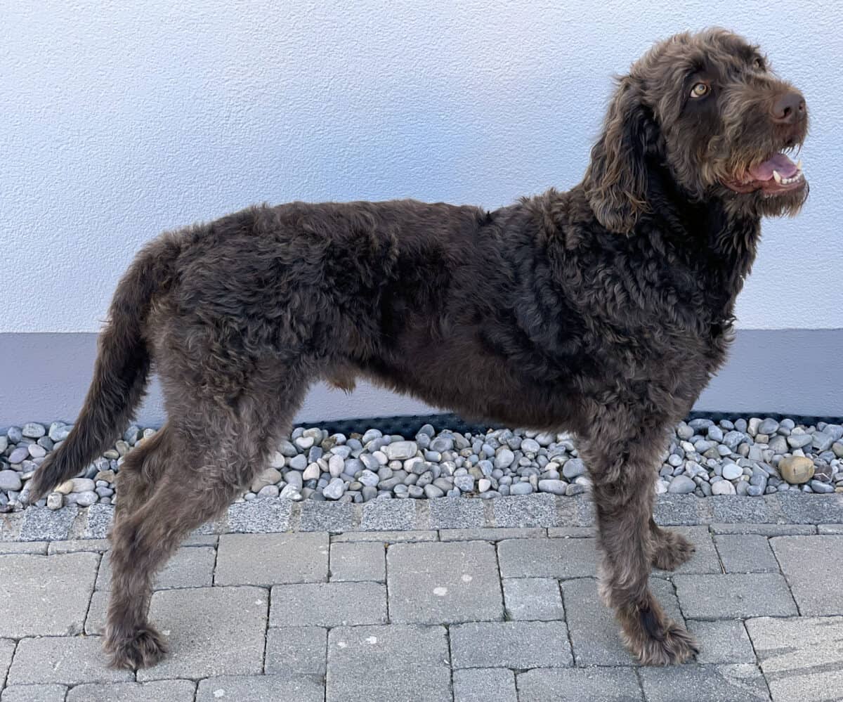 Labradoodle.