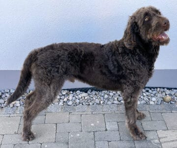 Designer Dogs or Genetic Disasters? The Breeding Controversy