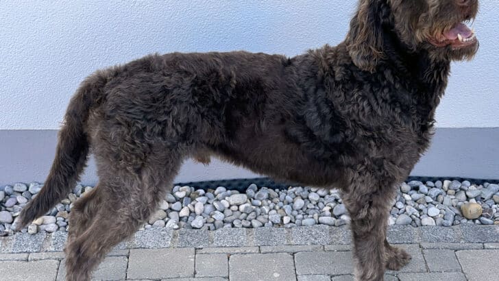Designer Dogs or Genetic Disasters? The Breeding Controversy