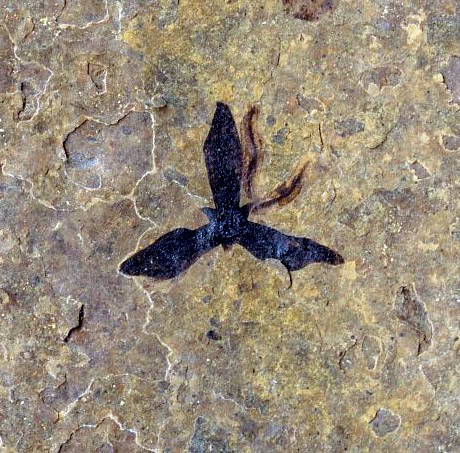 Fossil flower.