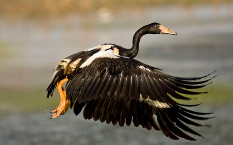 10 Birds That Use Mimicry to Survive