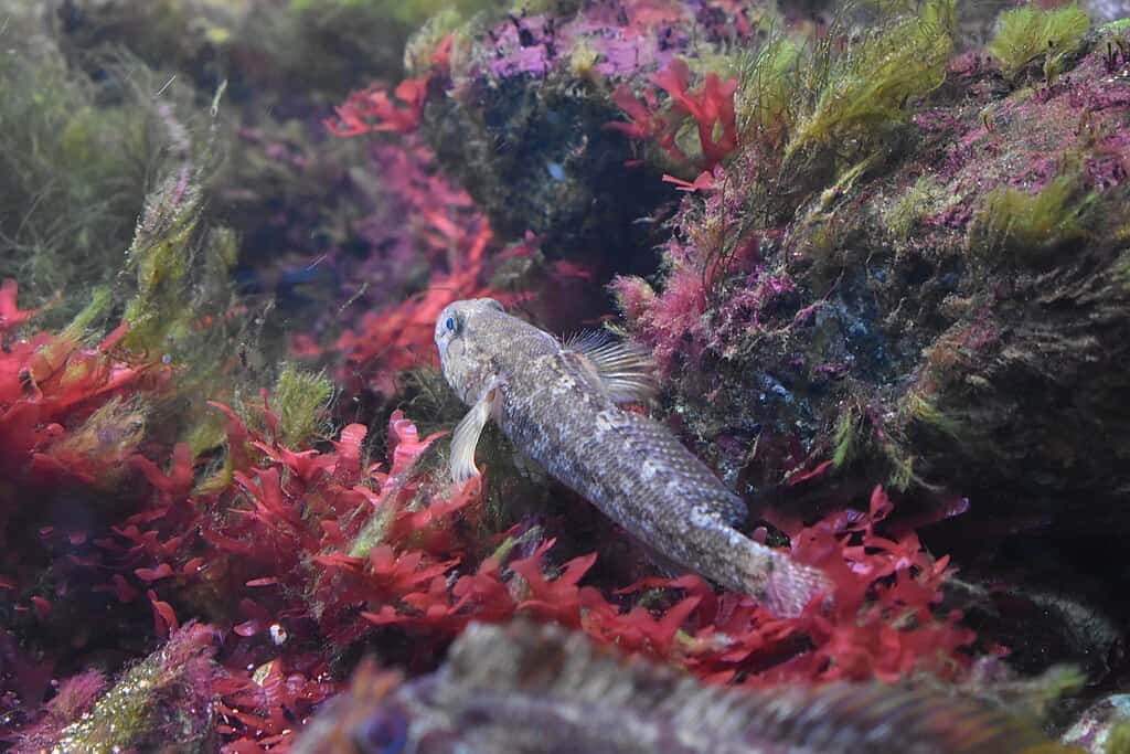  Gobie paganel (Gobius paganellus) au Micro Zoo de Saint Malo