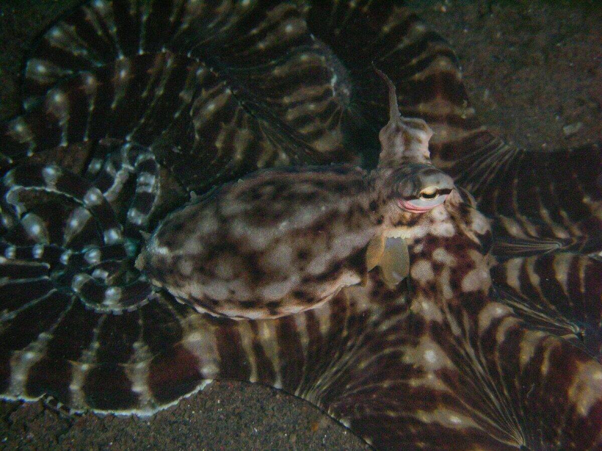 Mimic octopus.