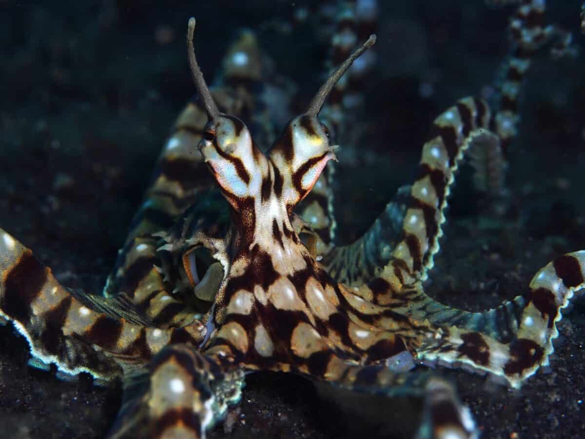 Mimic octopus.