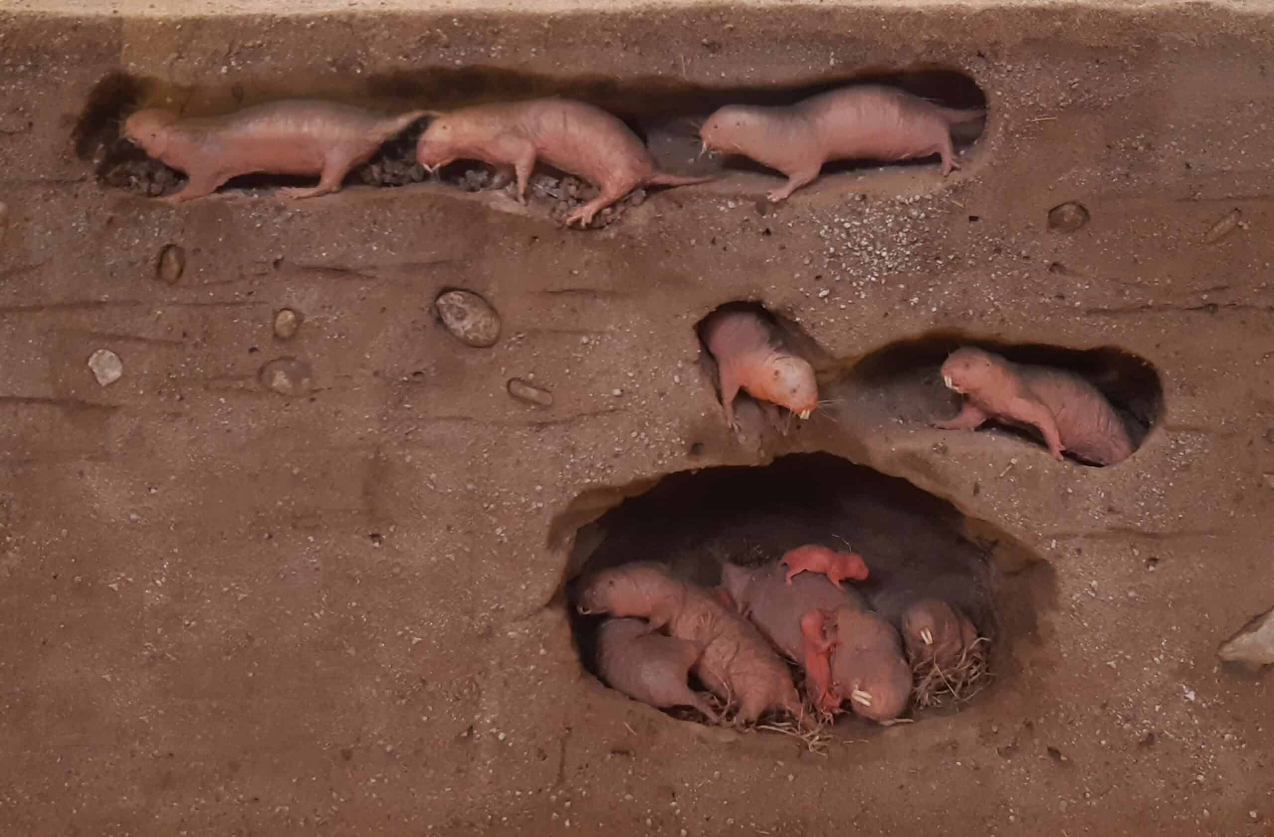 Naked mole rat underground.
