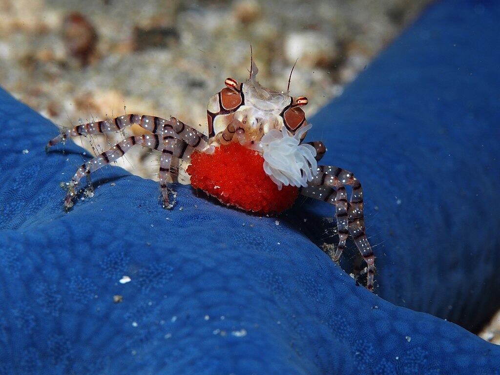 Boxer Crab