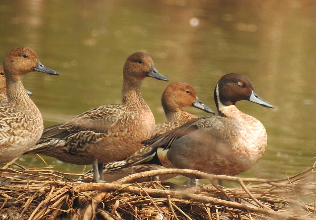 Northern pintail