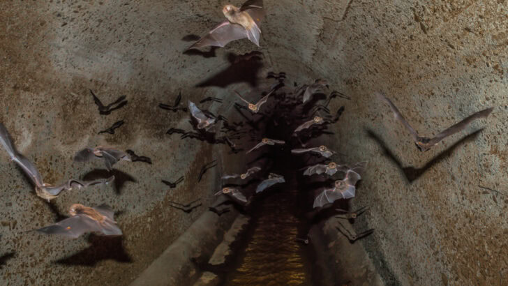 Scientists Spot Dozens of New Species in a U.S. Underground Cave
