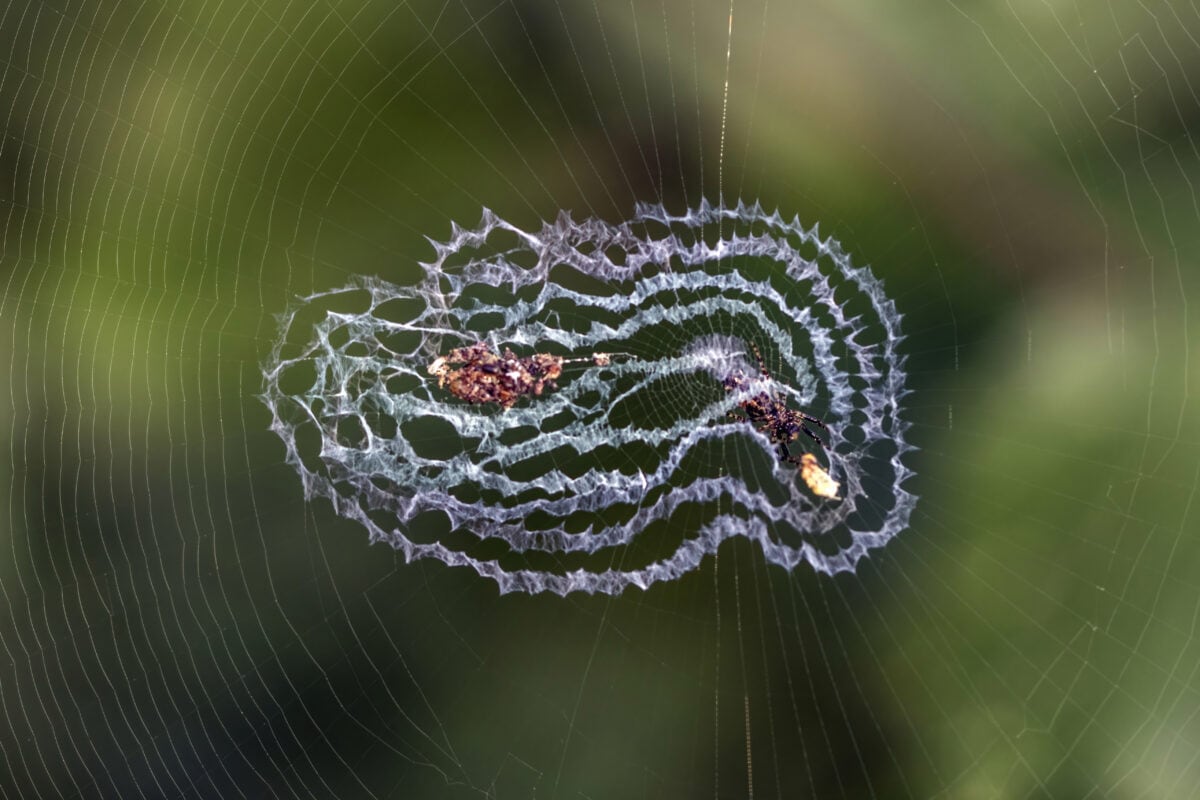 Cyclosa Spider. Wikimedia commons.