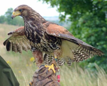 14 Birds of Prey That Can Spot a Mouse From Miles Away