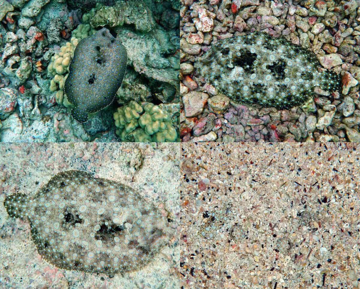 Peacock Flounder