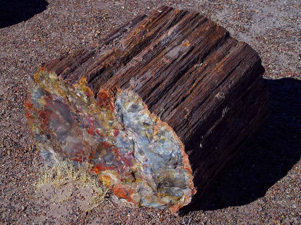 Petrified Forest