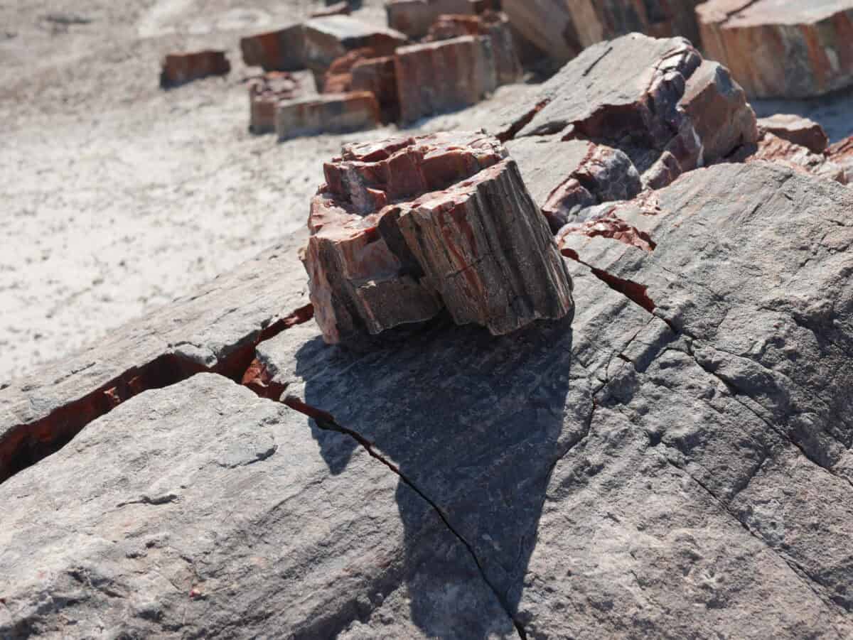 Petrified Forest