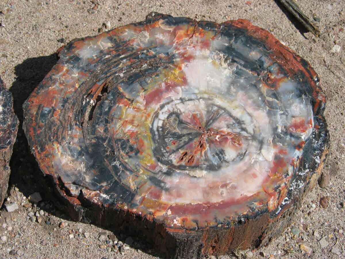 Petrified Forest